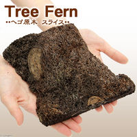 リーフ ヘゴ原木　スライス（１個） 2250003611521（直送品）