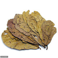 リーフ アンブレラリーフ 2袋(約10枚入り) マジックリーフ 4580295481228 1個（直送品）