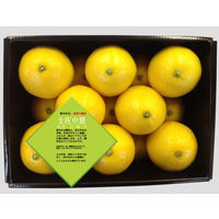 くだものの山長 土佐小夏 約1.3kg(12~15玉) 4582626933024 1箱（直送品）