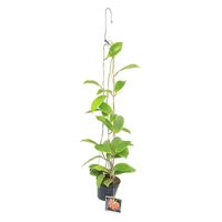 チャーム （観葉植物）ホヤ　ベングエテンシス　吊り鉢タイプ　４号（１鉢） 348498（直送品）