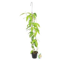 チャーム （観葉植物）ホヤ　ブオティ　吊り鉢タイプ　４号（１鉢） 348505（直送品）