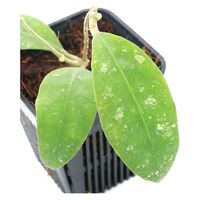 チャーム （観葉植物）ホヤ　ｃｖ．　ルティエ　ｓｐ．ＵＴー１６８　３号（１鉢）　349245（直送品）