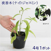 チャーム (観葉植物)ヤコウボク(夜香木)(ナイトジャスミン) 3.5~4号(1ポット) 360041 1個（直送品）