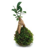 チャーム （観葉植物）苔玉　ガジュマル　Ｖｅｒ．這苔（１個） 364885（直送品）