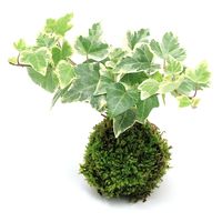 チャーム （観葉植物）苔玉　ヘデラ（アイビー）（品種おまかせ）　Ｖｅｒ．這苔（１個） 364887（直送品）