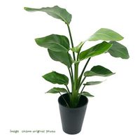 チャーム （観葉植物）ストレリチア　オーガスタ（ニコライ）　５号（１鉢） 60563（直送品）