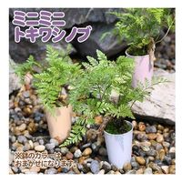 チャーム （観葉植物）シダ　ミニミニトキワシノブ　１号（１鉢） 192407（直送品）