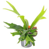 チャーム (観葉植物)コウモリラン ビカクシダ アルシコルネ 3号