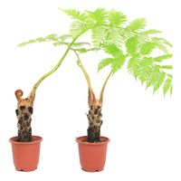 チャーム （観葉植物）シダ　ヒカゲヘゴ（ヘゴの木）　５号（１鉢） 366795（直送品）