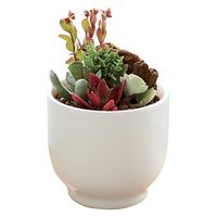 花のギフト社 多肉植物寄せ植え 10154788 1個(直送品) - アスクル 花のギフト社 多肉植物寄せ植え 10154788 1個(直送品) - アスクル