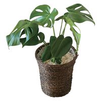 花のギフト社 モンステラ鉢植え 14162838 1個（直送品）