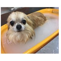 炭酸入浴剤 ぬくりん 愛犬用 バラの香り 洗浄成分入り 300g アース・ペット×バスクリン