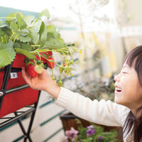 タカショー ベジトラグ ポピーGO レッド VGT-PG01R 1台（直送品）