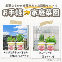 日清食品 カップヌードル20食＋野菜栽培セット4種コンプリート詰合せアソート［サニーレタス・バジル・葉ねぎ・ベビーリーフ］1セット