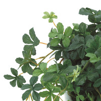 シュガーバイン PRAS-042 プリマ