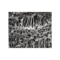 メルク フロリナートメンブレン 0.45μm×φ13mm 100枚入 FHLP01300 1箱(100枚) 2-3048-11（直送品）