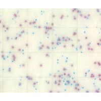 JNC MCーMedia Pad サルモネラ用 (100枚) SK06B25 1箱(100枚) 2-5838-08（直送品）