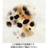 ネオジェンジャパン ペトリフィルム(TM)培地 (カビ|酵母測定用/50枚×2袋) 6407YM 1箱(100枚) 6-8641-08（直送品）