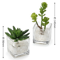 プリマ フェイクウォーター キューブ 多肉植物 2個セット PRAS-0282 1セット（2個：2種×1個ずつ） プリマ（直送品）