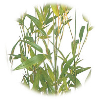 タカショー 人工観葉植物 青竹5本立 鉢無1.8m GD-51L 1個（直送品）