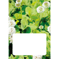 ダイオーミウラ おくすり手帳（薄型）16P クローバー 59343 1セット（400冊：100冊入×4包）（直送品）