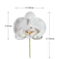 ヘッズ胡蝶蘭フルリールーS/ホワイトー1 1セット（30本：10本×3パック）