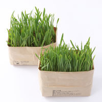 【まとめ買いセット】無印良品 猫草栽培セット 2個入り 10セット 良品計画