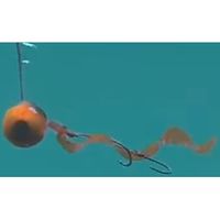 ハヤブサ SE186-6ネクタイフックスパイラル バイトラッシュチャート　1個（直送品）