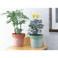 イノマタ化学 #7080 ペアポット ブラウン 1個（直送品）