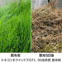 レインボー薬品 ネコソギクイックプロFL 500ml 1個（直送品）