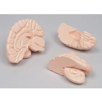 京都科学 人体解剖モデル”タッチゃんII”TMー90ーII K11120-000 1台 67-7096-99（直送品）