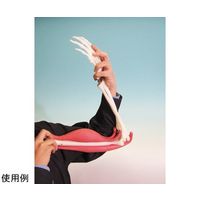 京都科学 腕の筋肉構造模型 K11208-000 1台 67-7097-29（直送品）