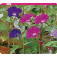 鈴木出版 ことば遊び絵カード 自然・場所・行事(屋外) 00285547 1枚（直送品）