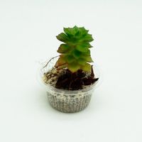 リスパック 汎用カップ バイオカップ 50 BL-D 1P50 PBPM041 1袋(50個)（直送品）