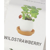 栽培キット　エッグリング ストロベリー LAKOLE/ラコレ