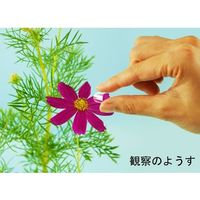 アズワン 花粉採取観察セット MYーH1 67-6594-88 1セット（直送品）