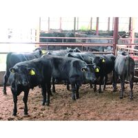 さつま屋産業 【お歳暮ギフト・熨斗付き】さつま屋産業 福岡県産井上牧場朝倉牛赤身すきしゃぶ用 FA-MS50 986715 1セット（直送品）