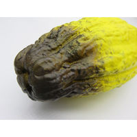 【食品サンプル】 果物専科 カカオの実 E 黄 3073 日本サンプル 1個（直送品）