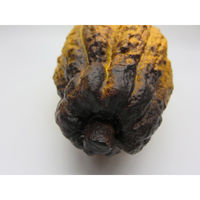 【食品サンプル】 果物専科 カカオの実 C 山吹 3071 日本サンプル 1個（直送品）