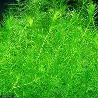 （水草）ラガロシフォン　マダガスカリエンシス（無農薬）（１０本） 【北海道・九州・沖縄・離島配送不可】【納品日指定必須】（直送品）