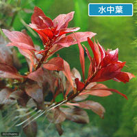 （水草）ルドウィジア　レペンス　ルビン（水上葉）（無農薬）（１０本） 【北海道・九州・沖縄・離島配送不可】【納品日指定必須】（直送品）