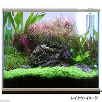 【水草】ニューラージパールグラス（水上葉）（無農薬）（１パック分） 【北海道・九州・沖縄・離島配送不可】【納品日指定必須】（直送品）