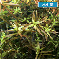 （水草）ロタラｓｐ．イエロー（水上葉）（無農薬）（１０本） 【北海道・九州・沖縄・離島配送不可】【納品日指定必須】（直送品）