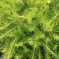 （水草）マヤカ（水上葉）（無農薬）（１０本） 【北海道・九州・沖縄・離島配送不可】【納品日指定必須】（直送品）