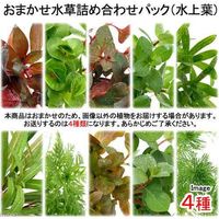 （水草）おまかせ水草詰め合わせパック　４種（水上葉）（無農薬）（１パック） 【北海道・九州・沖縄・離島配送不可】【納品日指定必須】（直送品）