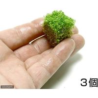 （水草）キューバパールグラス（水上葉）　キューブタイプＳサイズ（約２ｃｍ）（３個） 【北海道・九州・沖縄・離島配送不可】【納品日指定必須】（直送品）