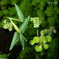 【水草】 おまかせ浮き草　大パック（無農薬）（３種１０株ずつ）（１パック） 【北海道・九州・沖縄・離島配送不可】【納品日指定必須】（直送品）