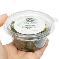 【水草】ウィローモスｓｐ．ナロー（水中葉）（無農薬）（１カップ） 【北海道・九州・沖縄・離島配送不可】【納品日指定必須】（直送品）