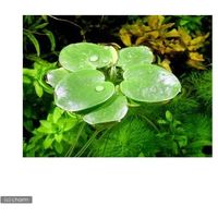 （水草）アマゾンフロッグビット　大パック（無農薬）（約３０株）（１パック） 【北海道・九州・沖縄・離島配送不可】【納品日指定必須】（直送品）