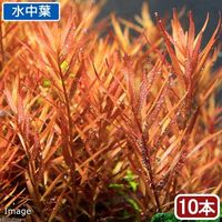 （水草）ロタラ　ロトンディフォリア　ベトナム　Ｈ’ｒａ（無農薬）（１０本） 【北海道・九州・沖縄・離島配送不可】【納品日指定必須】（直送品）
